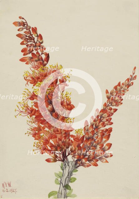 Ocotillo (Fouquieria splendens), 1927. Creator: Mary Vaux Walcott.