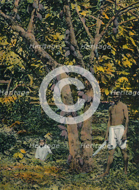 'Cocoa in full bearing', Trinidad and Tobago, c1914. Creator: Unknown.