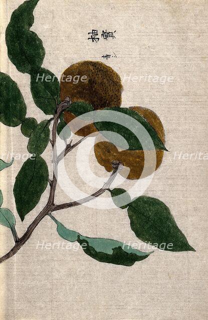 Yuzu orange plant (Citrus species): branch with two fruit Creator: Unknown.