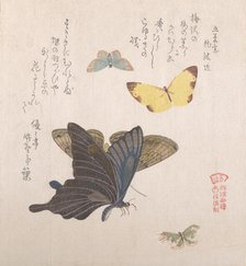 Various moths and butterflies, 19th century. Creator: Kubo Shunman.