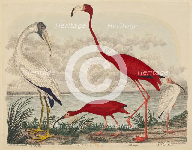 Wood Ibis, Scarlet Ibis, Flamingo, and White Ibis, published 1808-1814. Creator: John G. Warnicke.