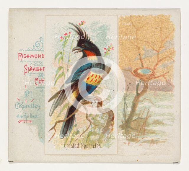 Crested Sparactes, from the Song Birds of the World series (N42) for Allen & Ginter Cigare..., 1890. Creator: Allen & Ginter.