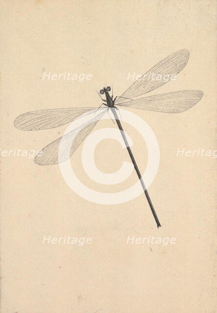 A Dragonfly, early 18th-mid 18th century. Creator: Nicolaas Struyk.