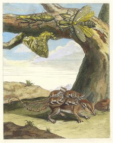 Rat de forest. From the Book Metamorphosis insectorum Surinamensium, 1705. Creator: Merian, Maria Sibylla (1647-1717).