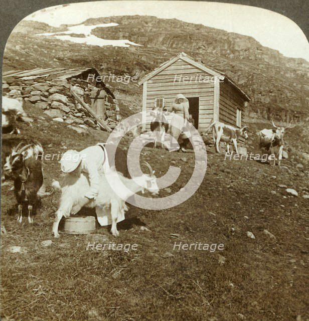 'Pretty Norwegian girls tending cows and goats on the Haukeli Mts, Norway', c1905. Creator: Unknown.