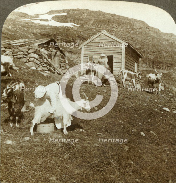 'Pretty Norwegian girls tending cows and goats on the Haukeli Mts, Norway', c1905. Creator: Unknown.