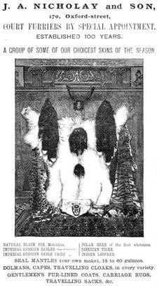 J. A. Nicholay and Son, Court Furriers by Special Appointment, 1883. Creator: Unknown.