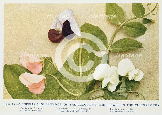 Mendelian inheritance of colour of flower in the culinary pea, 1912. Artist: Unknown