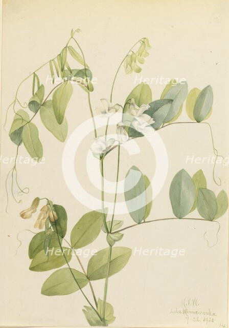 White Pea (Lathyrus ochroleucus), 1920. Creator: Mary Vaux Walcott.