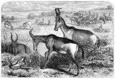 Hartebeeste antelopes, 1861. Creator: Friedrich Wilhelm Keyl.