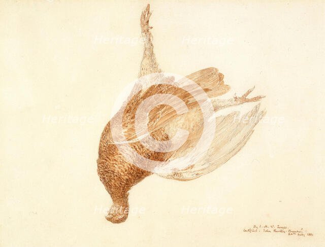 Dead Grouse, 1815-1820. Creator: JMW Turner.