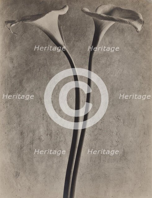 Calla Lilies, c1927. Creator: Tina Modotti.