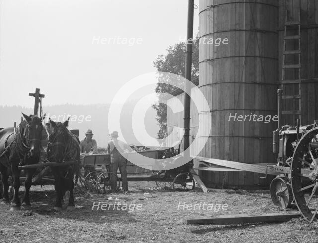 Cooperating farmers feeding corn from the wagon..., near West Carlton, Yamhill County, Oregon, 1939. Creator: Dorothea Lange.
