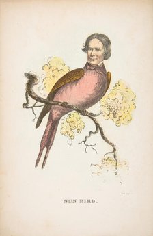 Sun Bird (James S. Wallace), from The Comic Natural History of the Human Race, 1851. Creators: Henry Louis Stephens, L. Rosenthal.