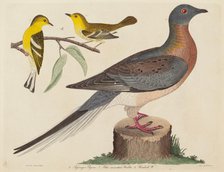 Passenger Pigeon, Blue-mountain Warbler, and Hemlock Warbler, published 1808-1814. Creator: John G. Warnicke.