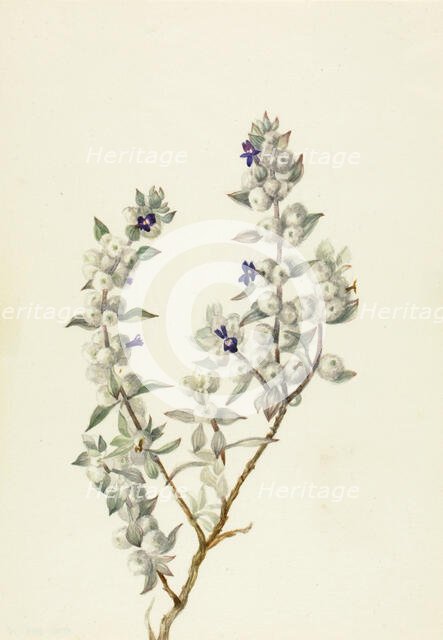 Death Valley Sage (Salvia funerea), ca. early 1930s. Creator: Mary Vaux Walcott.