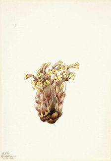 Broomrape (Orobanche fasciculata), 1933. Creator: Mary Vaux Walcott.