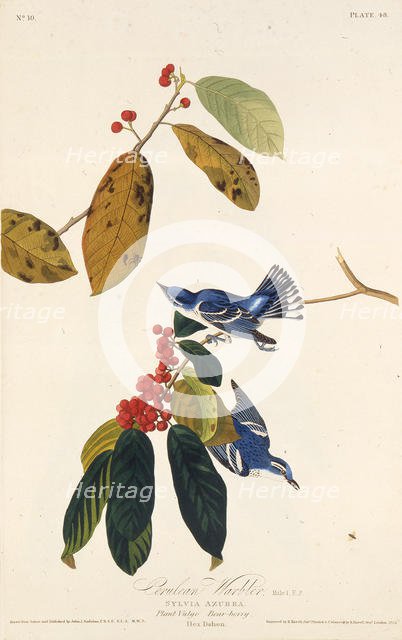 The cerulean warbler. From "The Birds of America", 1827-1838. Creator: Audubon, John James (1785-1851).