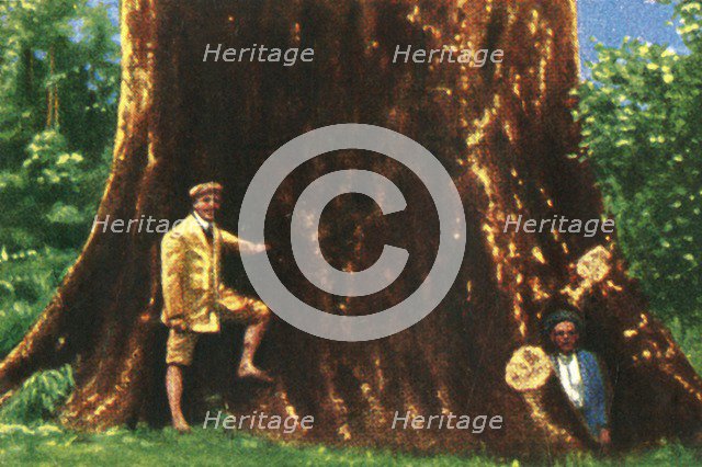 Giant tree in Brazil, c1928. Creator: Unknown.