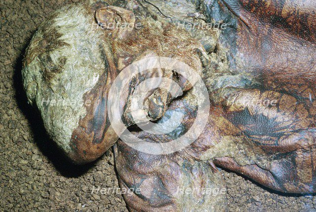 Lindow Man, found in a peat moss bog in Ireland, c2nd century BC. Artist: Unknown