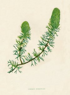 'Common Hornwort', c1891, (1891). Artist: Anne Pratt.