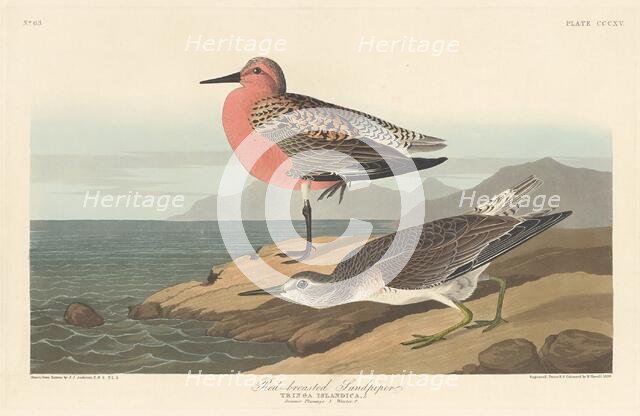 Red-breasted Sandpiper, 1836. Creator: Robert Havell.