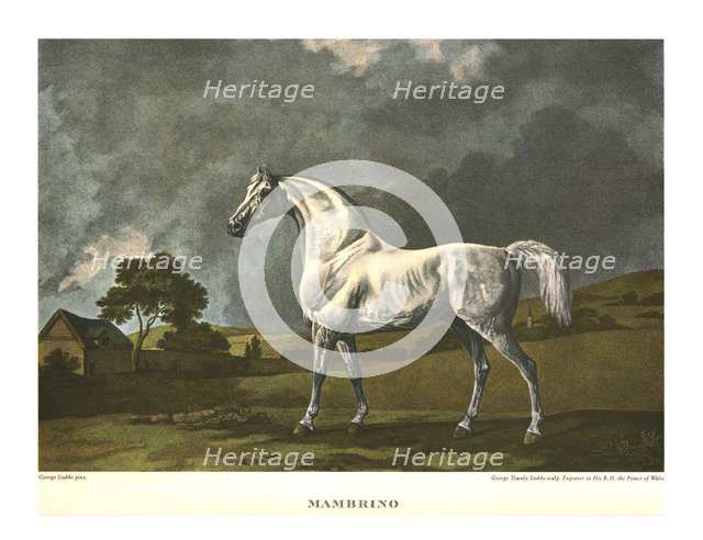 'Mambrino', c1779, (c1955). Creator: Unknown.