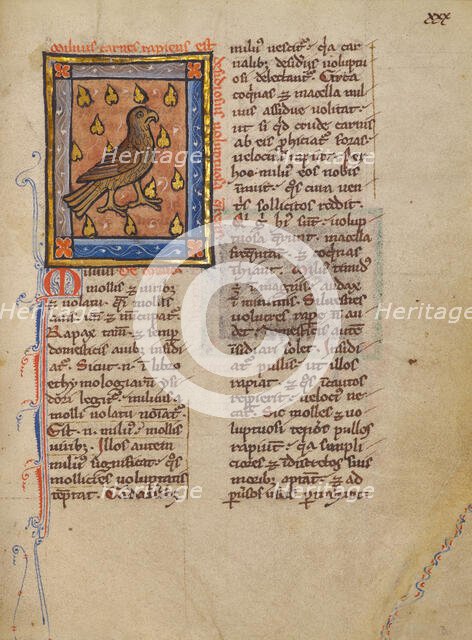 A Night Heron; Bestiary, about 1270. Creator: Unknown.