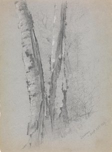 Study of Birch Trunks (Scribners'), 1869. Creator: Jervis McEntee.