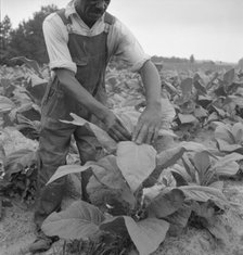 Negro tenant topping tobacco, Person County, North Carolina, 1939. Creator: Dorothea Lange.