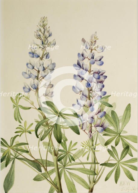 Sun Dial Lupine (Lupinus perennis), 1919. Creator: Mary Vaux Walcott.