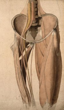 Muscles, bones and blood-vessels (?) of the pelvis, 1815. Creator: Charles Landseer.