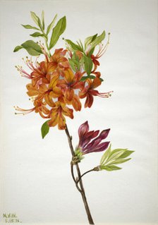 Flame Azalea (Rhododendron speciosum), 1938. Creator: Mary Vaux Walcott.