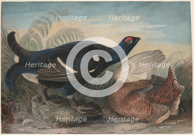 English Black Cocks, 1828. Creator: John James Audubon.
