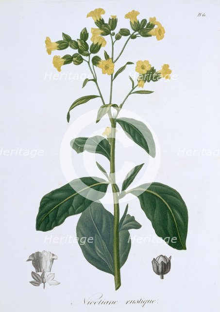 Nicotiana (Tobacco), 1821. Artist: LFJ Hoquart
