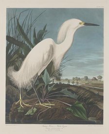 Snowy Heron, or White Egret, 1835. Creator: Robert Havell.