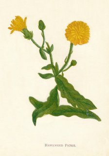 'Hawkweed Picris', c1891, (1891). Artist: Anne Pratt.