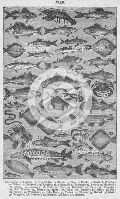 'Fish', 1907, (1907). Artist: Unknown.