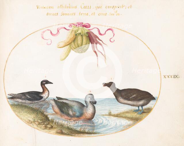 Animalia Volatilia et Amphibia (Aier): Plate XXXIX, c. 1575/1580. Creator: Joris Hoefnagel.
