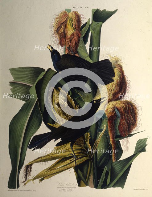 The common grackle. From "The Birds of America", 1827-1838. Creator: Audubon, John James (1785-1851).