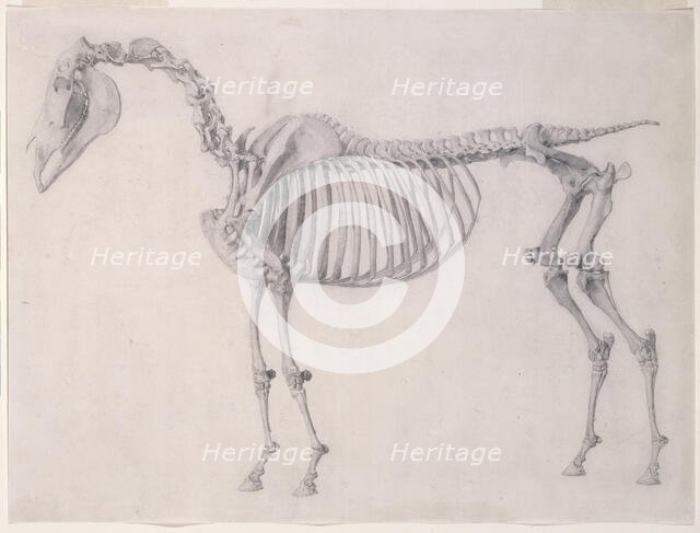 Finished study for 'The First Anatomical Table of the Skeleton of the Horse', 1756. Creator: George Stubbs.