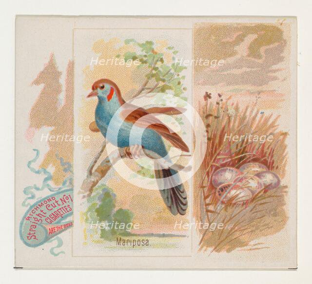 Mariposa, from the Song Birds of the World series (N42) for Allen & Ginter Cigarettes, 1890. Creator: Allen & Ginter.