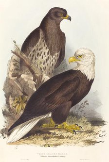 White Headed Eagle (Haliaetus leucocephalus), published 1832-1837. Creator: Edward Lear.