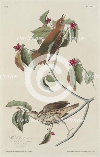 Wood Thrush, 1829. Creator: Robert Havell.