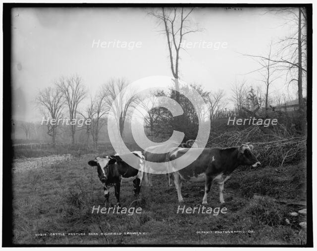Cattle pasture near Richfield Springs, N.Y., between 1890 and 1901. Creator: Unknown.