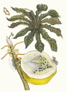 Carica papaya. From the Book Metamorphosis insectorum Surinamensium, 1705. Creator: Merian, Maria Sibylla (1647-1717).