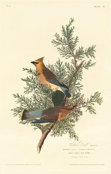 Cedar Bird, 1828. Creator: Robert Havell.