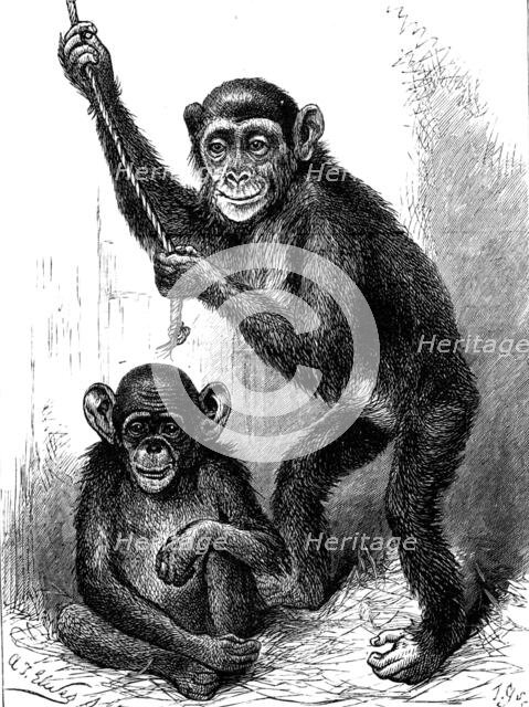 Chimpanzee and Koolokamba, at the Zoological Society's Gardens, 1883. Creator: Unknown.