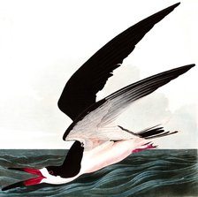 Black Skimmer or Shearwater, Rhincops Nigra, 1845.