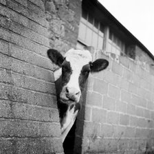Cow peering around the corner of a brick buttress on a farm on the Isle of Wight, 1960s.. Artist: John Gay.
